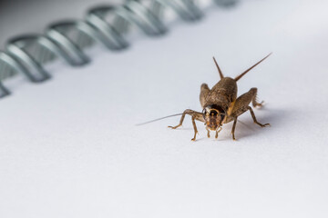 Cricket Grasshopper Caelifera Orthoptera Insecta 
