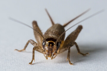 Cricket Grasshopper Caelifera Orthoptera Insecta 
