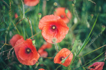 Obraz premium Grupa polnych czerwonych maków