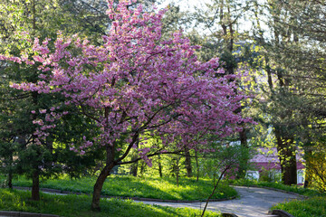 Naklejka premium Cherry blossom flowers (Japanese cherry) close-up. Sakura in bloom in a city park. Cherry blossom in full bloom. 