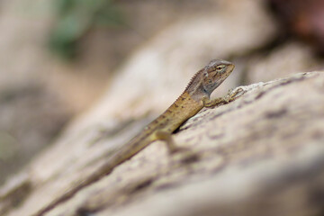 Small little lizard close up macro detail running on the rocks