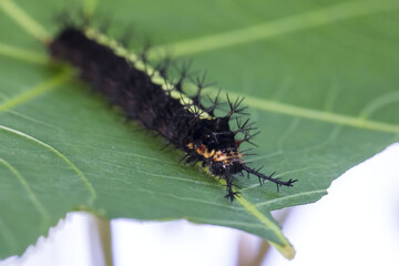 Caterpillar on a green leaf Entomology Close up macro detail 