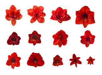 Red Hippeastrum (amarillis) on a white background isolated.