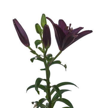 Dark lilies Asian hybrids  "Mapira"  with buds on a white background