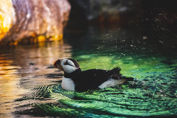 Puffin in water 