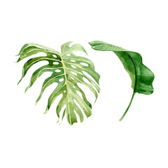 Beautiful tropical leaves vector illustration isolated on the white background. Hand-drawn leaves illustration in watercolor technique.