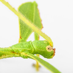 Bright Green Leaf Insect Green Preying Mantis Mantid 
