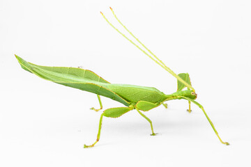 Green Leaf Mantis Mantid Mantises Mantidae Mantodea on dead autumn brown leaves in the jungles of Thailand, macro micro close up Phyllium celebicum bioculatum and copyspace