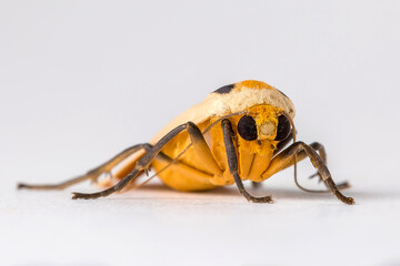 Orange Moth with Black Spots and white legs Lepidoptera on a white isolated background in Thailand South East Asia macro micro close up detailed