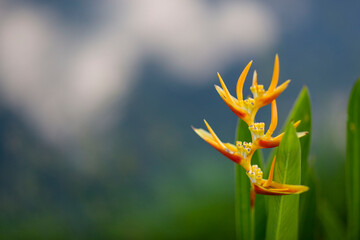 Orange Flower with Blue Grey Green Background