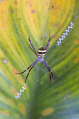 Orb Weaver Spider sitting on its web with a blurred green leaf background