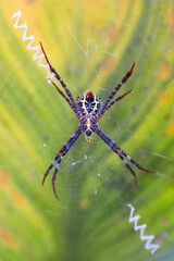 Orb Weaver Spider sitting on its web with a blurred green leaf background