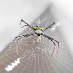 Orb Weaver Spider sitting on its web with a blurred green leaf background