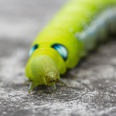 Green Oleander Hawk Moth Caterpillar Daphnis nerii Caterpillar walking on a small branch of a brown tree with copy space above and below