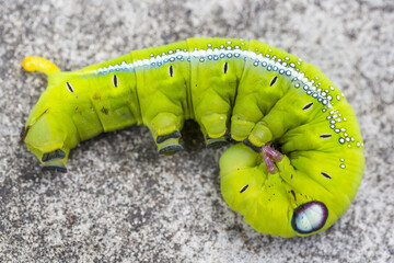 Green Oleander Hawk Moth Caterpillar Daphnis nerii Caterpillar walking on a small branch of a brown tree with copy space above and below