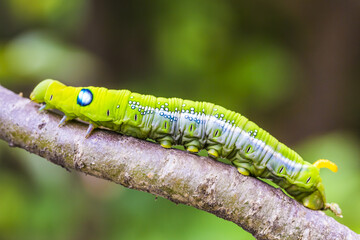 Green Oleander Hawk Moth Caterpillar Daphnis nerii Caterpillar walking on a small branch of a brown tree with copy space above and below - Powered by Adobe