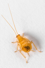 Yellow nasty insect bug Entomology Close up macro detail on a white background with copy space