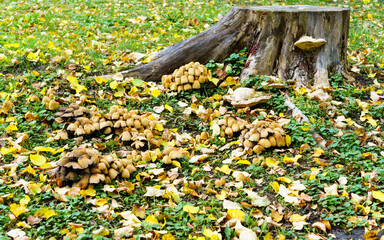 Leaves in the autumn park.