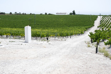 Pedro Ximenez vineyard on albariza
