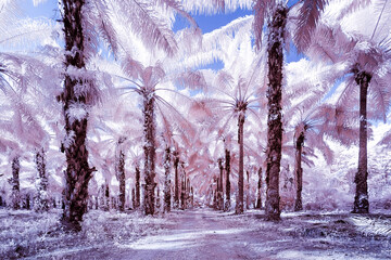 A jungle path in the middle of a palm tree plantation in Thailand, Blue Sky with Pink Trees with an...