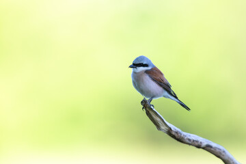 Red-backed shrike (Lanius collurio)