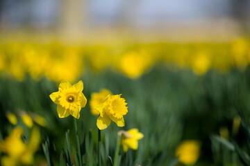 Daffodils in Fields