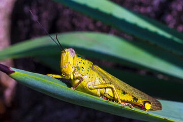 Grasshopper Caelifera Orthoptera Insecta on a white isolated background