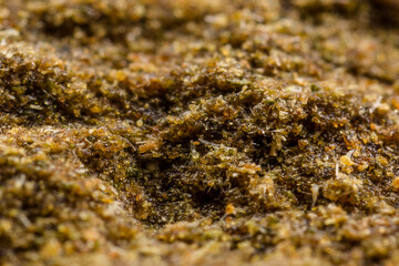 Close up Macro Shot of Cannabis marijuana with trichomes crystals of Indica and Sativa