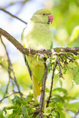 Green Parakeet on a tree branch in Hyde Park, London, UK