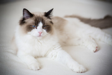 Young beautiful purebred Ragdoll cat at home