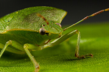 Bright Green Preying Mantis Mantid Mantises Mantidae Mantodea Portrait micro macro close up with green leaves in the background