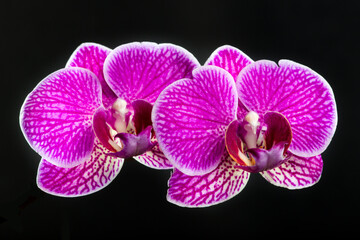 Fototapeta na wymiar Two purple pink orchids on an isolated black background