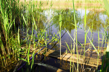 landscape, river and many reeds
 on the shore