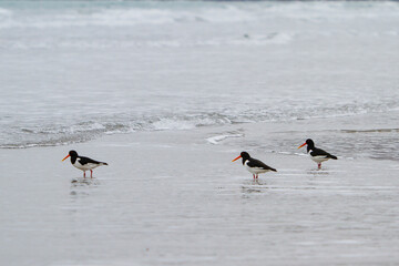 Birds on the Beach