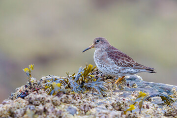Birds on the Beach