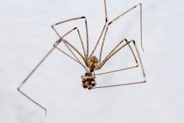 Long Leg Spider with Eggs on a white background