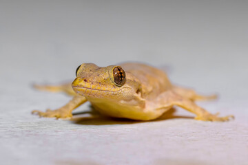 Gekkota Gekko Gecko Lizard on an Isoloted White Background