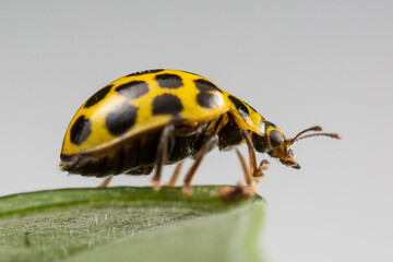 Macro Yellow Ladybird beetle Coccinellidae, Latreille Lady Bug Epilachna borealis on leaf with a white background looking over the edge of a green leaf with a white background