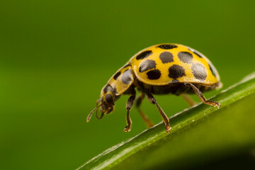 Macro Yellow Ladybird beetle Coccinellidae, Latreille Lady Bug Epilachna borealis on leaf with a white background looking over the edge of a green leaf with a white background