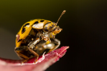 Macro Yellow Ladybird beetle Coccinellidae, Latreille Lady Bug Epilachna borealis on leaf with a white background looking over the edge of a green leaf with a white background
