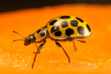 Macro Yellow Ladybird beetle Coccinellidae, Latreille Lady Bug Epilachna borealis on leaf with a white background looking over the edge of a green leaf with a white background