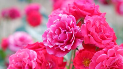 Strong pink roses in the wild