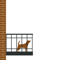 Dog with a collar stands on the balcony on a white background