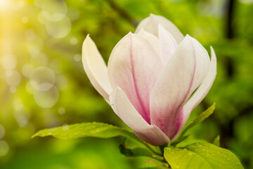 one pink flower on a branch of blooming magnolia close-up