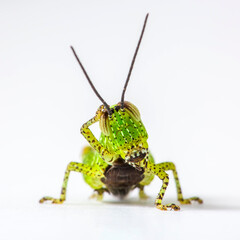 Grasshopper Caelifera Orthoptera Insecta on a white isolated background