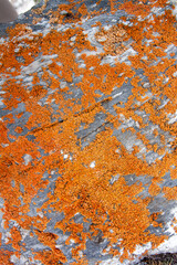 Red moss and lichen on stone. Natural ecological vegetation. Vertical image.