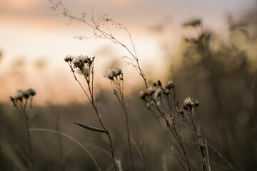 grass in the morning