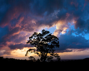 Fototapeta na wymiar Tree at sunset with pink blue purple orange clouds