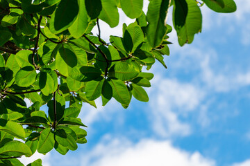 Green leaves of trees in front of a cloudy blue sky