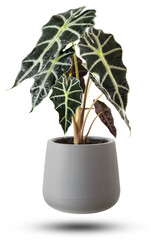 Alocasia Amazonica Sanderiana Plant in gray plastic pots isolated on white background.